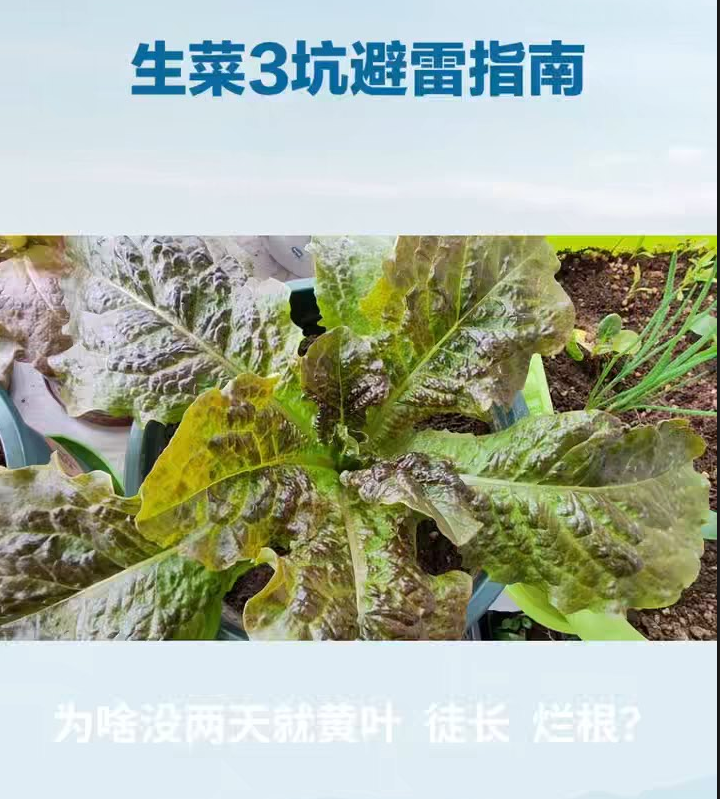 生菜一种就黄叶烂根？别怪手笨！躲开这3个坑，黄叶控水、徒长见光、烂根排水