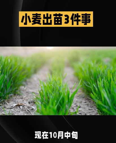 菠菜出苗慢发黄、白菜不包心、霜降后小麦还能种吗？3个高频种菜问题一次答清