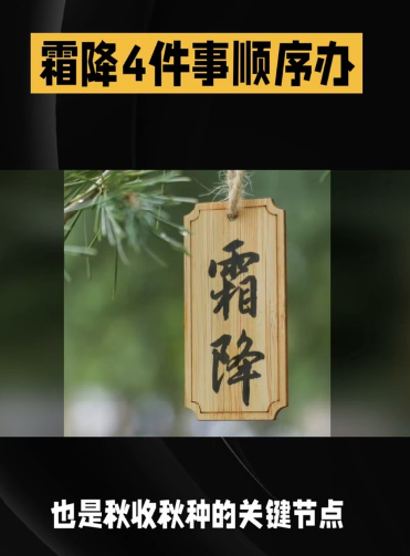 霜降秋收秋种4件事：红薯棉花抢收、冬小麦播种、白菜管护、防冻