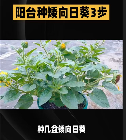 阳台种矮向日葵怎么种？选种浸种、播种、养护3步，50～70厘米高，春天种夏天开花