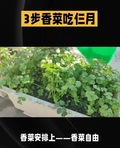 阳台种香菜3步走：搓种、浅播、掐着吃，一盆能吃仨月，吃一茬长一茬